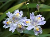 Irisblüten auf der Brissago Insel